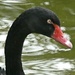 Black Swan by 30pics4jackiesdiamond