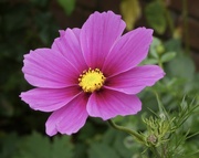 1st Sep 2023 - Another gorgeous Cosmos