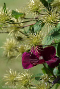 26th Aug 2023 - Clematis