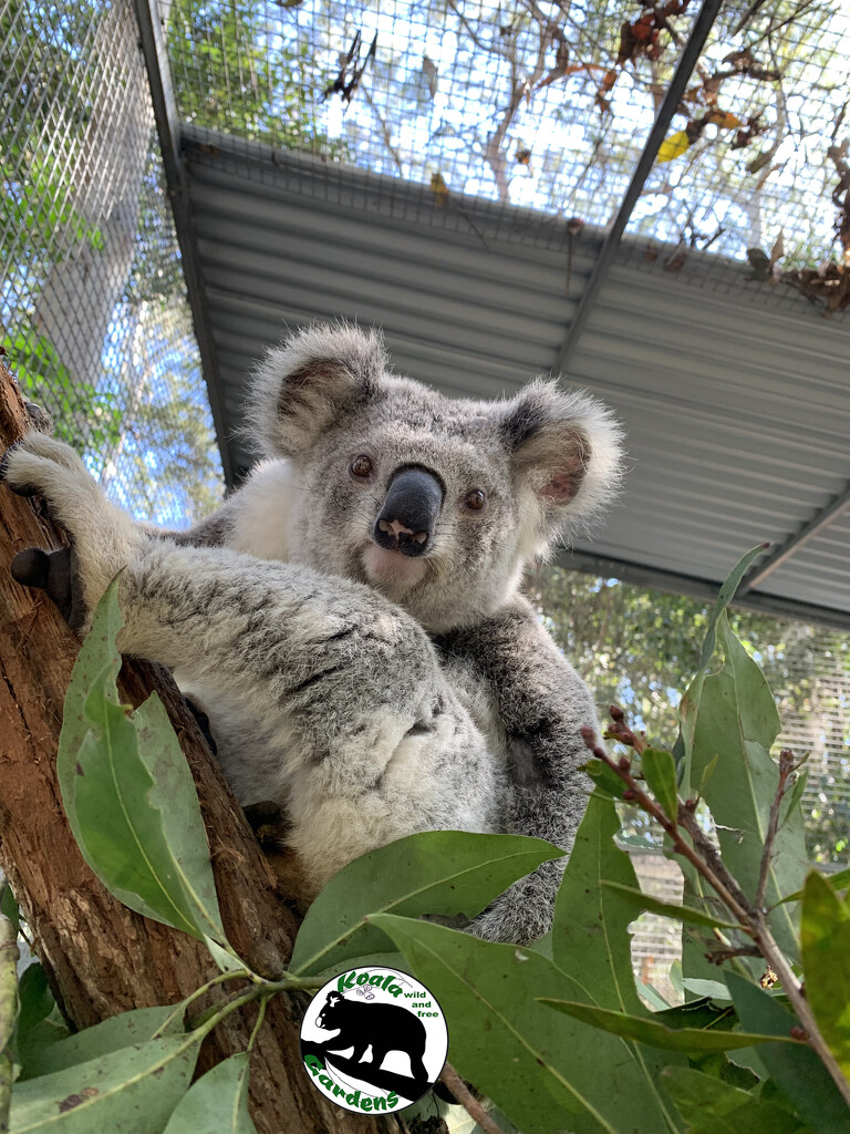 endangered by koalagardens