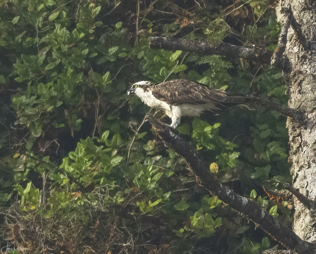 Osprey Eating His Fish  by jgpittenger