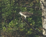 1st Sep 2023 - Osprey Eating His Fish 