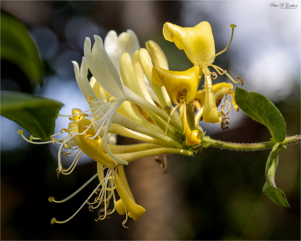 Lonicera Honeysuckle by pcoulson