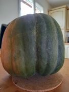 31st Aug 2023 - 🎃 homegrown pumpkin 