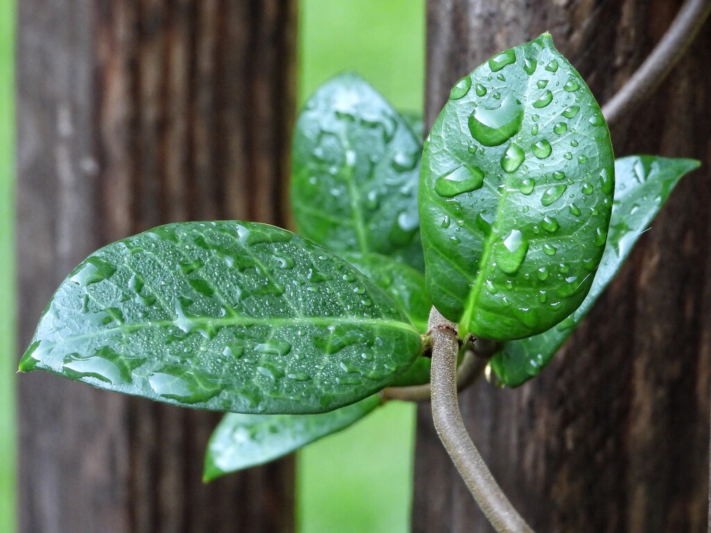 Nourishing rain... by marlboromaam