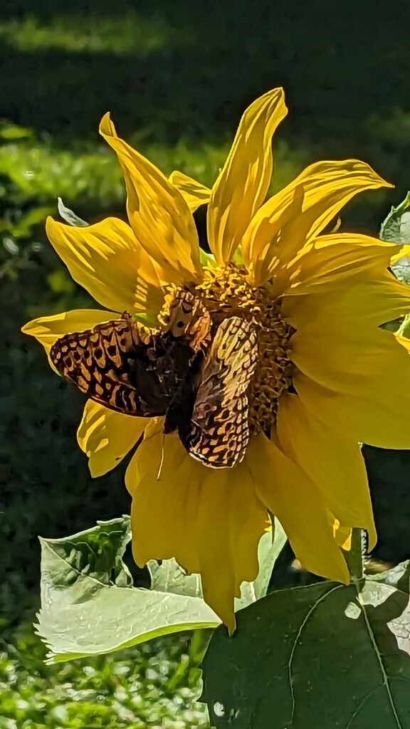 Butterfly loves Sunflower by julie
