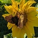 Butterfly loves Sunflower by julie