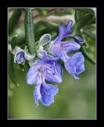 2nd Sep 2023 - A rosemary plant flower macro