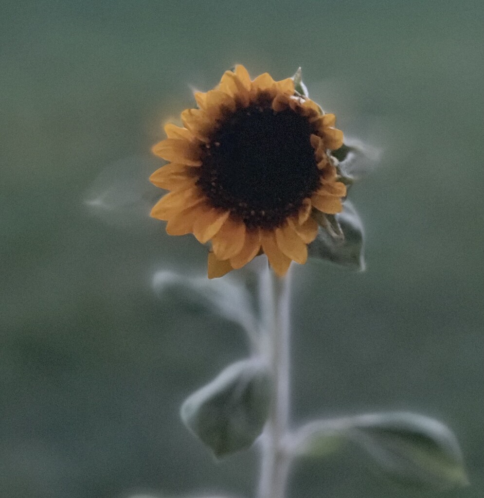 A Dream of a Sunflower by eahopp