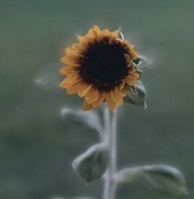 1st Sep 2023 - A Dream of a Sunflower
