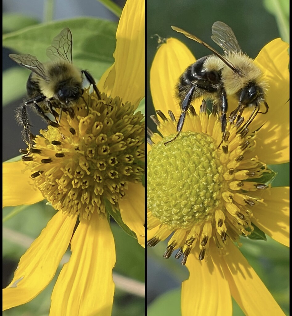 The Bees are a Buzzing by eahopp
