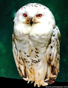 2nd Sep 2023 - Barn owl