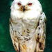 Barn owl by stuart46