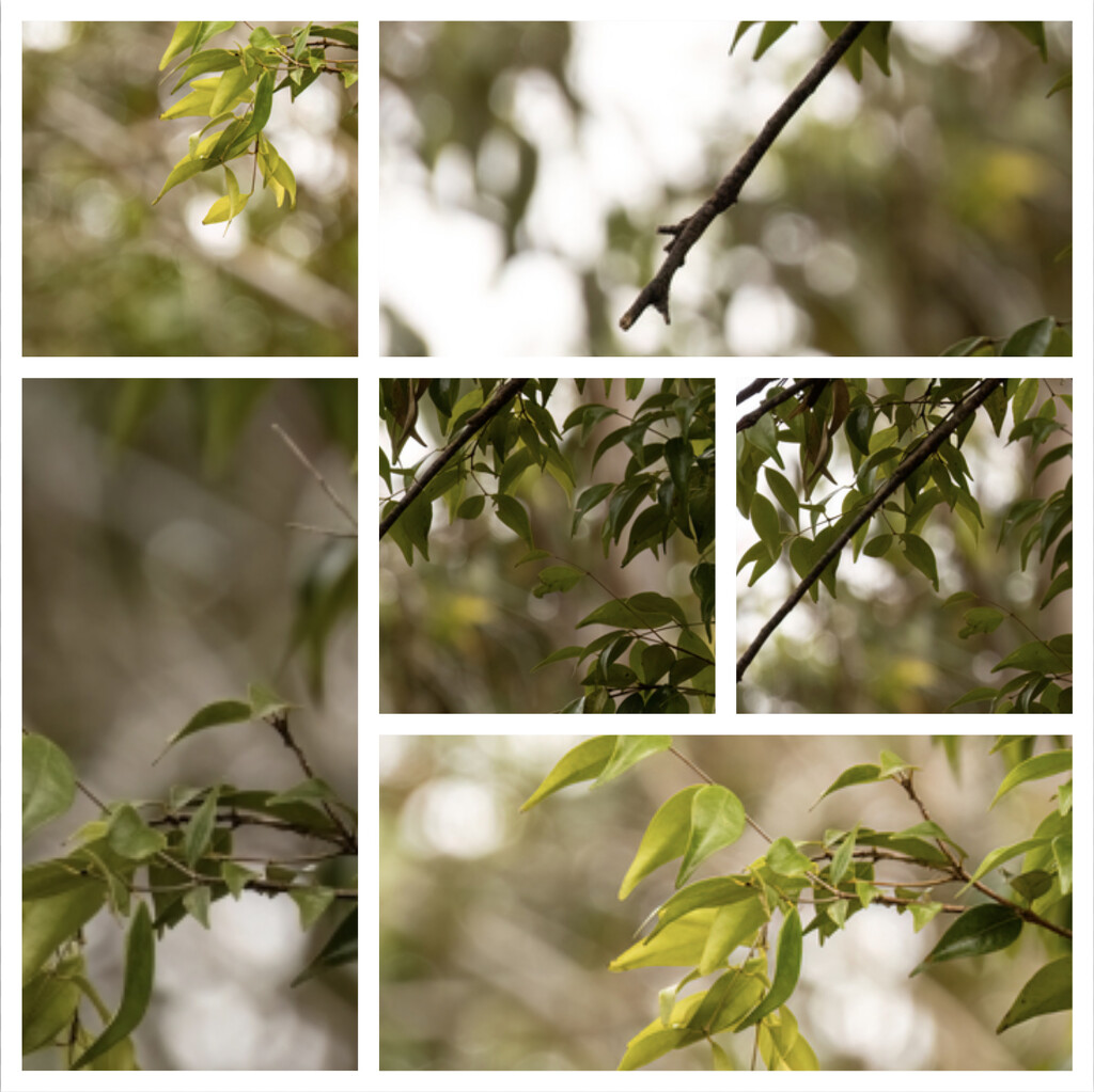 more bokeh by koalagardens