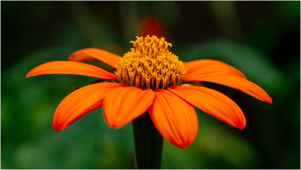 Mexican Sunflower by clifford