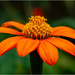 Mexican Sunflower by clifford