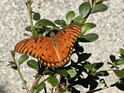 2nd Sep 2023 - Gulf fritillary butterfly