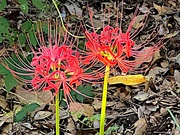 2nd Sep 2023 - Spider lilies filled the gardens yesterday