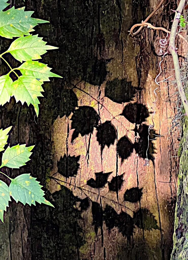 Leaf shadows inside an oak tree by congaree