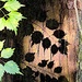 Leaf shadows inside an oak tree by congaree