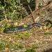 Red-bellied black snake by pusspup