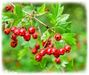 2nd Sep 2023 - Hawthorn Berries