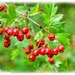 Hawthorn Berries by carolmw