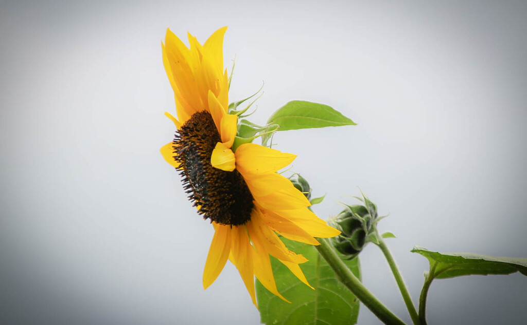 Sunflower 2 by mittens