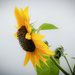 Sunflower 2 by mittens