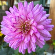 2nd Sep 2023 - Dahlia