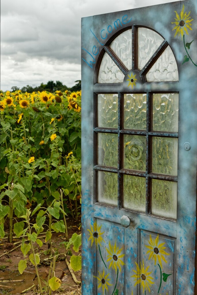 2023-08-27 Sunflower Door by cityhillsandsea