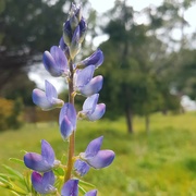 2nd Sep 2023 - Lupins? 