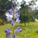 Lupins?  by eleanor