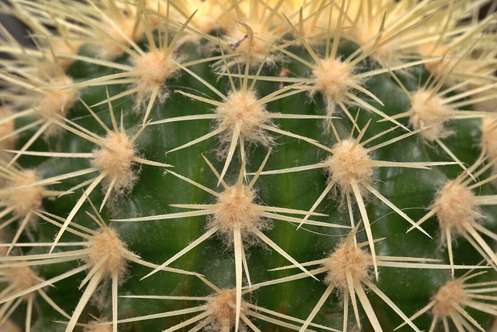 cactus by ollyfran