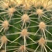 cactus by ollyfran