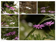 1st Sep 2023 - another bokeh collage in the daisy garden