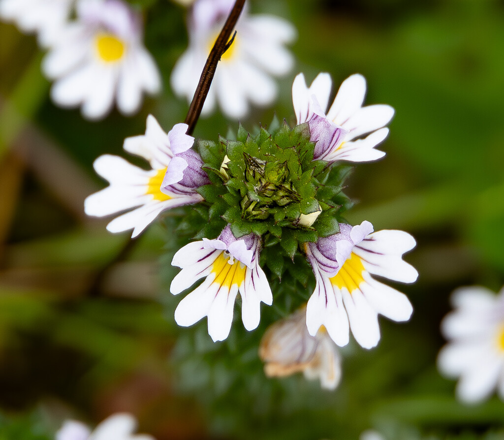 Eyebright by lifeat60degrees