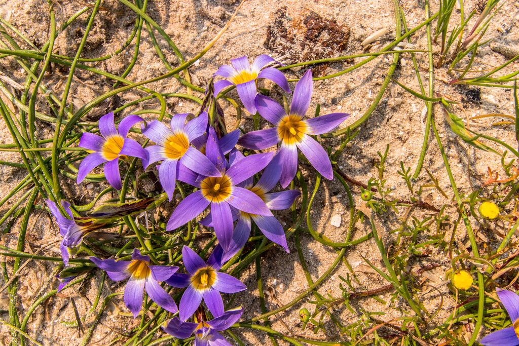 Little wild flowers by seacreature