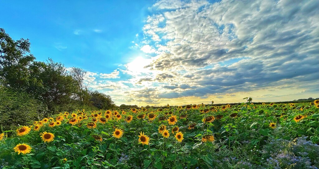 Sunflower Field by carole_sandford