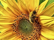 2nd Sep 2023 - Garden Sunflower & Friend