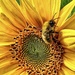 Garden Sunflower & Friend by carole_sandford