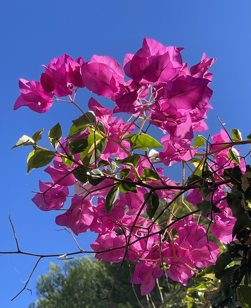Bougainvillea by jeremyccc