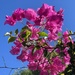 Bougainvillea by jeremyccc