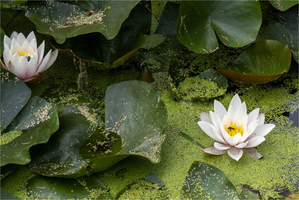 Water Lilies by pcoulson