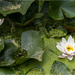 Water Lilies by pcoulson