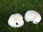 6th Aug 2023 - Early fungi