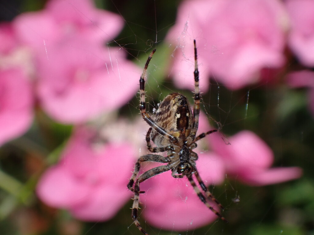 Early spider by speedwell