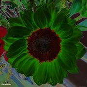 2nd Sep 2023 - Sunflower artistic