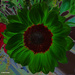 Sunflower artistic by larrysphotos