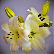 3rd Sep 2023 - Beautiful Lilies In A Bouquet ~